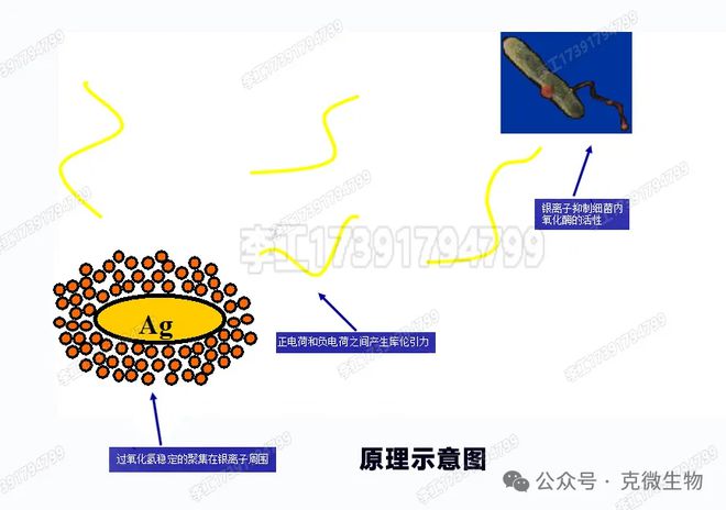 诺福新型抑菌剂：水产养殖中抗生素的理想替代守护水产健康安全(图2)