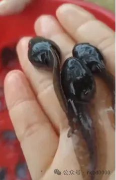 90%苗场停产投苗量同比暴减60%！这个网红蛙还能成为“暴富蛙”吗？(图2)