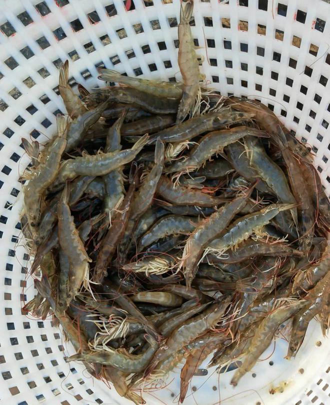 kaiyun入口：再涨2元斤！这条虾养殖量、进口量都减少后续还会涨？通威农财南美白对虾价格指数(图2)