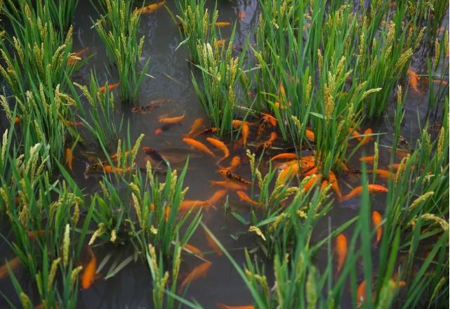 涉及种植业、畜牧业、渔业等浙江出台实施意见(图2)