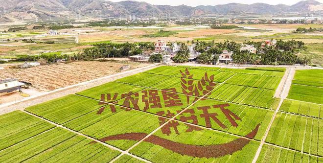 2024年如何推动现代农业高质量发展？种业振兴是首要(图3)