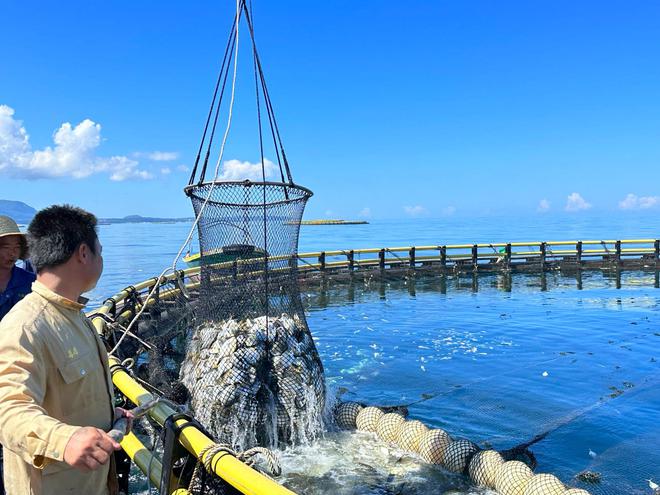 2024年如何推动现代农业高质量发展？种业振兴是首要(图2)