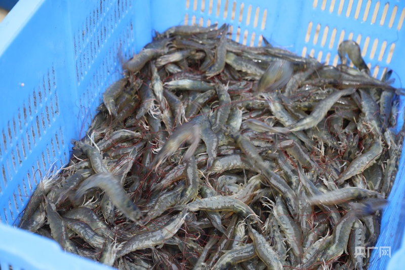 kaiyun入口：丰收“新”盛景丨鱼鲜虾肥！吉木萨尔县渔业养殖迎来丰收好年景(图2)