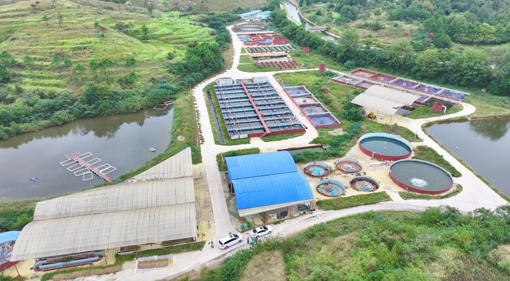 护生态、抓产业黄陂创造村一池碧水鳜鱼肥(图2)