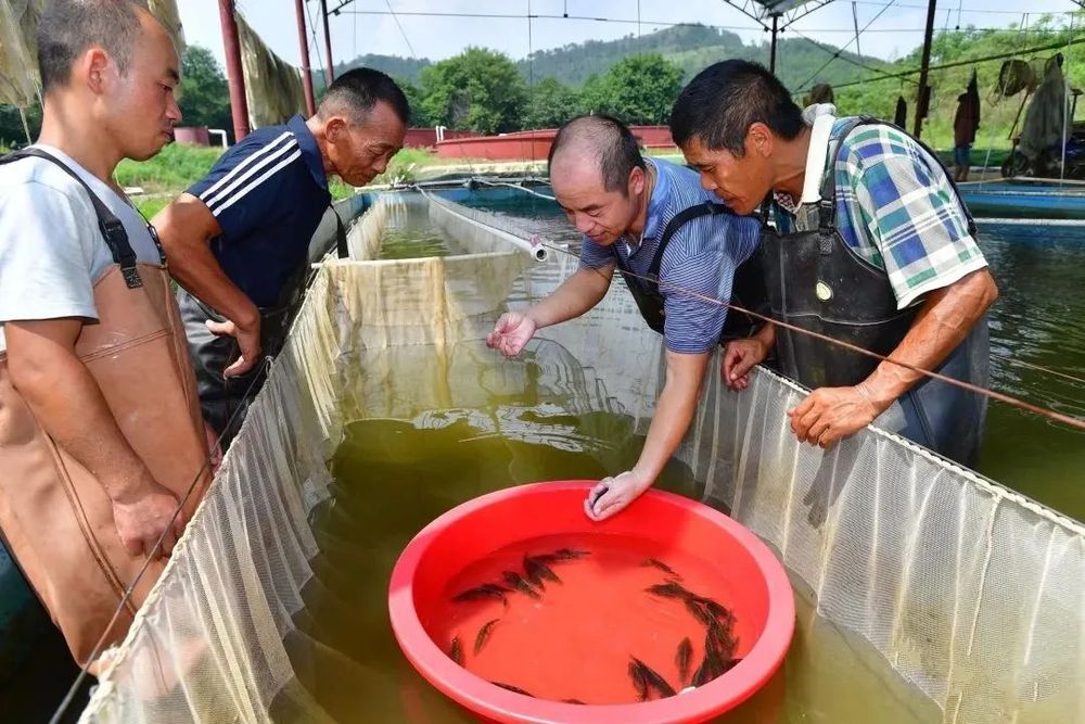 护生态、抓产业黄陂创造村一池碧水鳜鱼肥(图3)