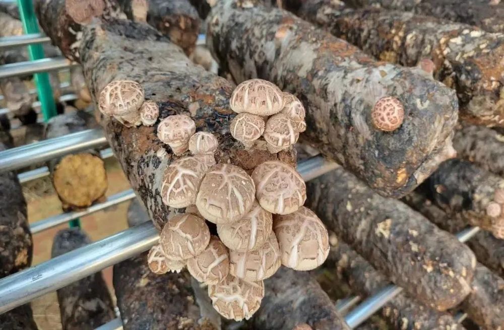 护生态、抓产业黄陂创造村一池碧水鳜鱼肥(图4)