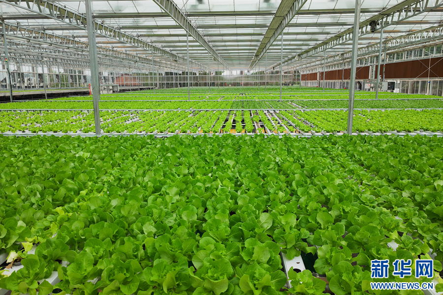 kaiyun入口：新华网重庆频道(图2)