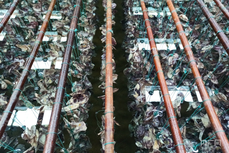 【食在山海间】福建省海洋与渔业局：大力发展“海上粮仓”推进海洋经济高质量发展(图8)