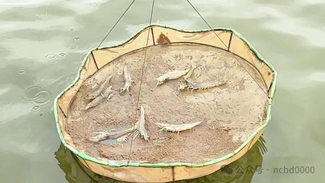 73天出虾1万斤！追求稳产稳赚的他：“非常后悔”！海盟“730”模式③(图3)
