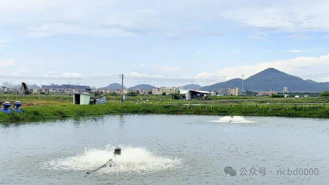 73天出虾1万斤！追求稳产稳赚的他：“非常后悔”！海盟“730”模式③(图6)