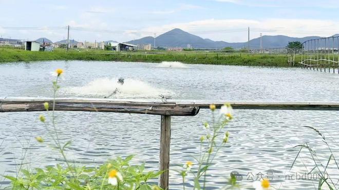 73天出虾1万斤！追求稳产稳赚的他：“非常后悔”！海盟“730”模式③(图5)