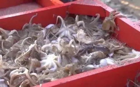 kaiyun：75年超60倍增长！中国水产养殖推进“蓝色转型”(图3)