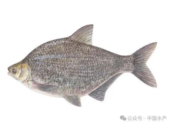 草鱼、鲢鱼、鳙鱼…常见淡水鱼营养价值都在这了！你会养哪条鱼呢？(图6)