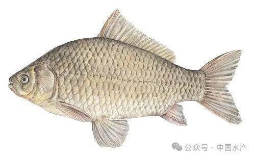 草鱼、鲢鱼、鳙鱼…常见淡水鱼营养价值都在这了！你会养哪条鱼呢？(图5)