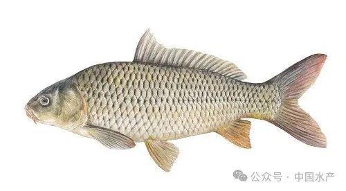 草鱼、鲢鱼、鳙鱼…常见淡水鱼营养价值都在这了！你会养哪条鱼呢？(图4)