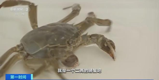 kaiyun网站：“针眼螃蟹”是注水的？专家：贸然给螃蟹打针注水会导致死亡得不偿失！(图2)