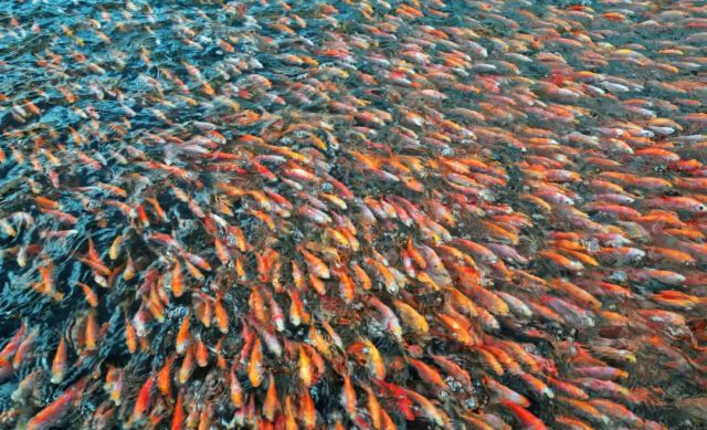 产值1591亿元！广州花都“芯片鱼苗”走俏市场……(图2)