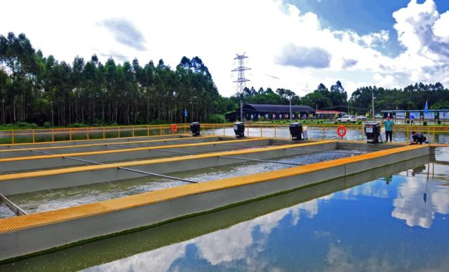 产值1591亿元！广州花都“芯片鱼苗”走俏市场……(图3)