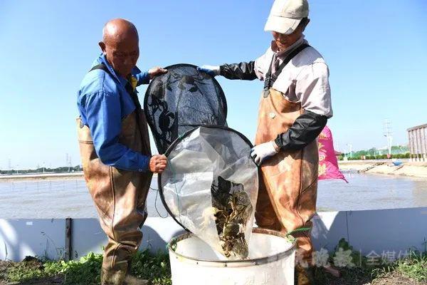 开捕！这些地方螃蟹产量下降三成高品质大闸蟹一蟹难求？(图2)