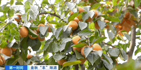 kaiyun入口：“丰”调“鱼”顺霜降过后有喜“柿”！解锁各地助农增收新花样→(图2)