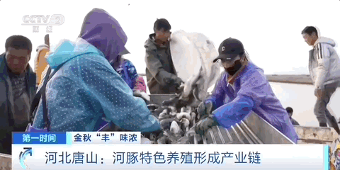 kaiyun入口：“丰”调“鱼”顺霜降过后有喜“柿”！解锁各地助农增收新花样→(图4)