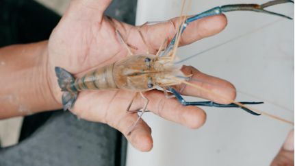 年亩产1300斤！酵母科技助力罗氏沼虾养殖(图3)