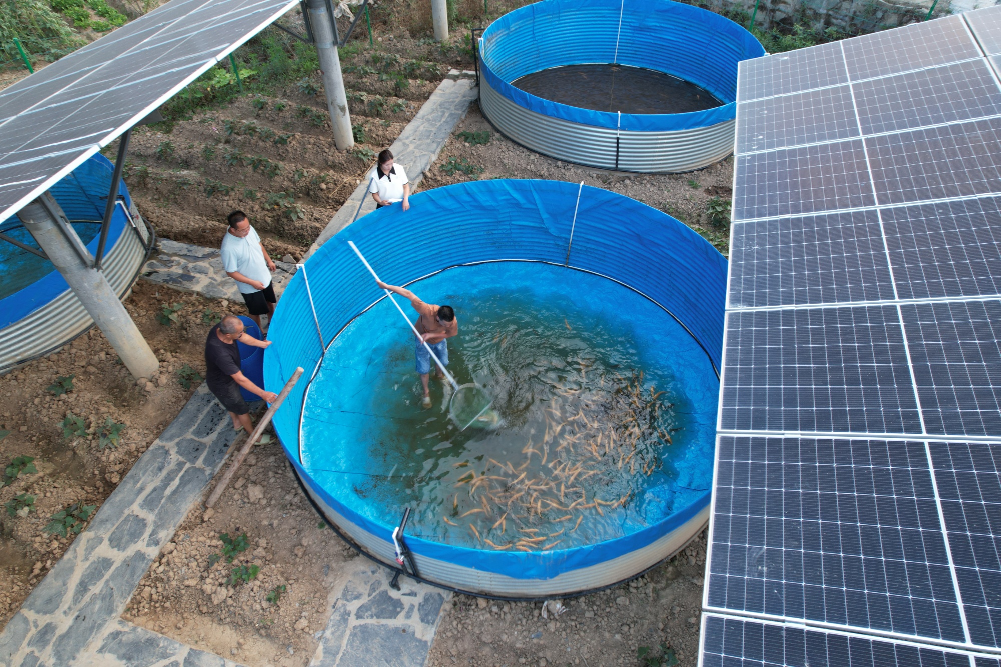 陕西汉阴：生态渔业“绿水生金”(图2)