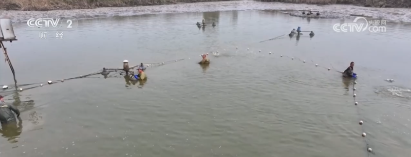 冬来第一鲜、冬捕第一网“特色养殖+电商”扩宽乡村致富路(图2)