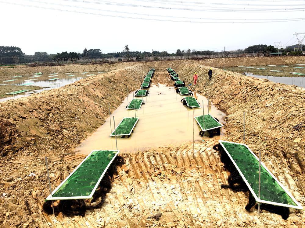 kaiyun：“三池两坝”尾水生态化处理花都赤坭镇渔业加速绿色转型古能文林郁倩(图2)