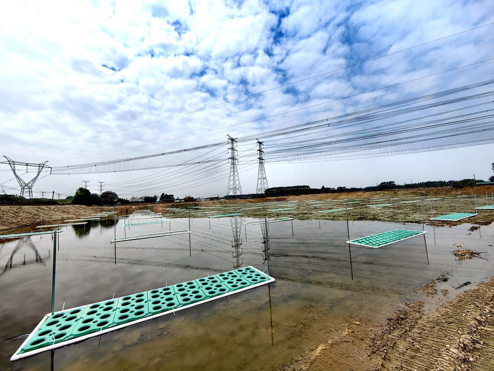 kaiyun：“三池两坝”尾水生态化处理花都赤坭镇渔业加速绿色转型古能文林郁倩(图3)