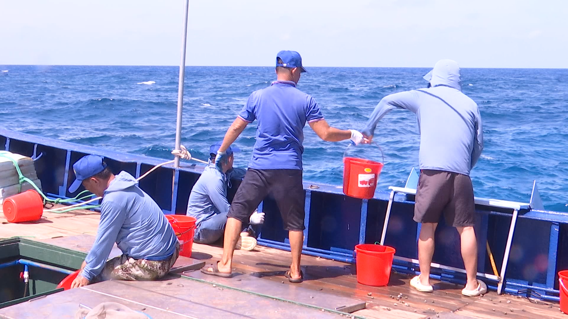 kaiyun网站：2024年渔业增殖放流活动在三沙海域开展(图3)