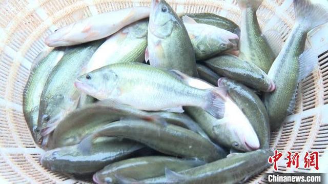 kaiyun：湖南祁阳“岸上”养鱼增收有路(图2)