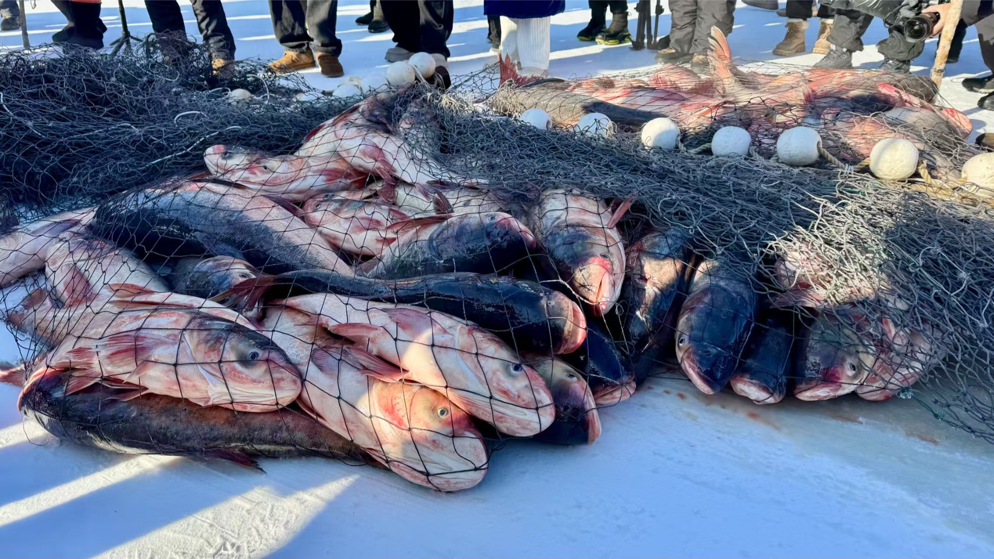 千年大冬捕“搅热”冬日镜泊湖——黑土优品新鲜北鱼走向全国餐桌(图3)