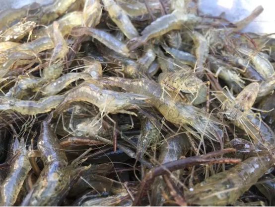 产值超1000亿元江苏水产养殖掀起“致富浪花”(图3)