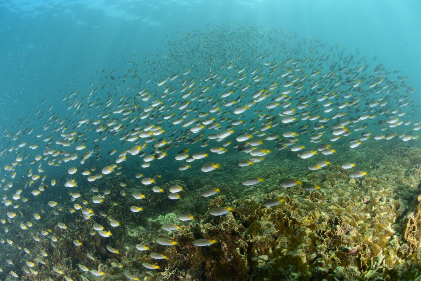 kaiyun网站：2024年北部湾渔业资源调查圆满完成(图3)