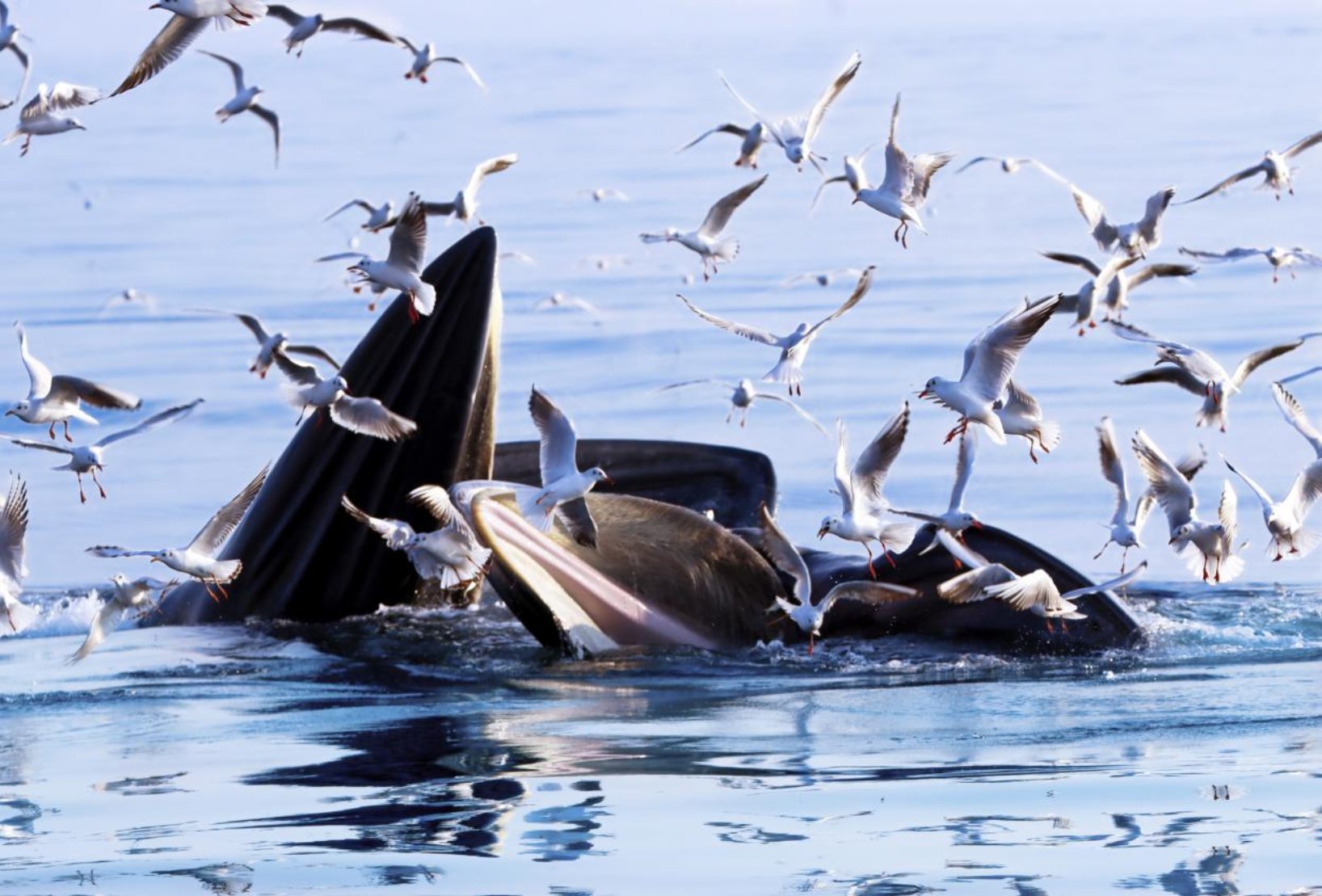 kaiyun网站：2024年北部湾渔业资源调查圆满完成(图4)