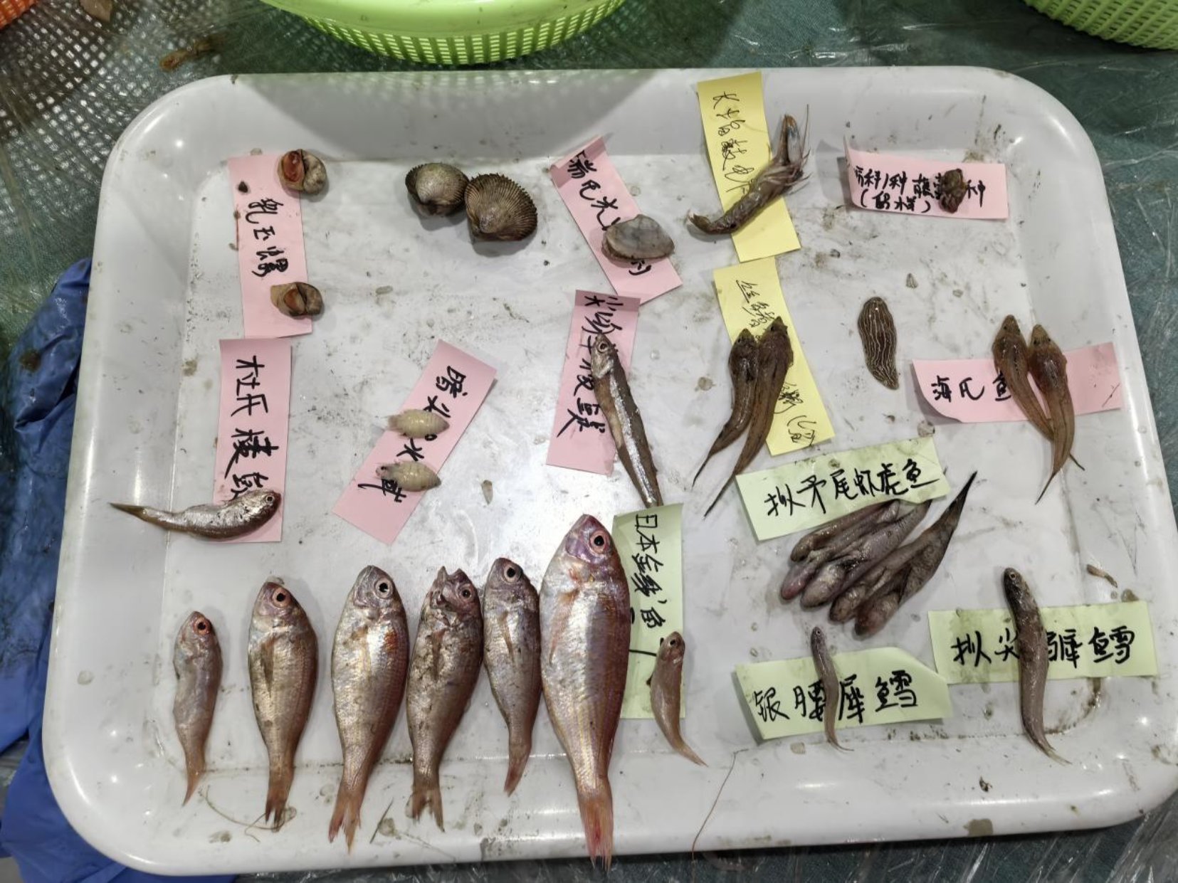 kaiyun网站：2024年北部湾渔业资源调查圆满完成(图5)