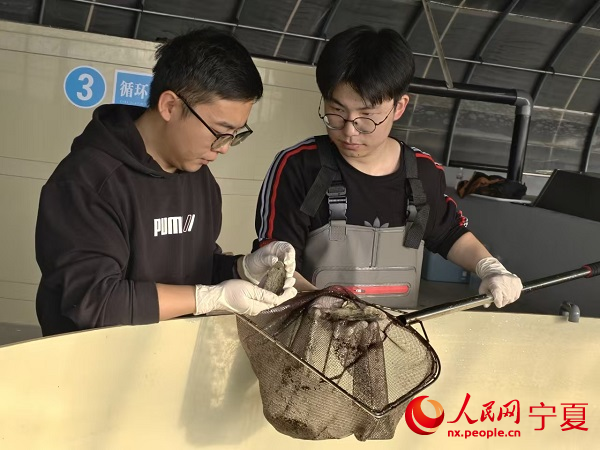 新春走基层丨盐碱地里养“海鲜”是怎么回事？(图2)