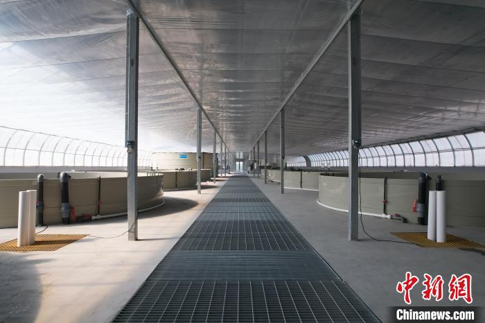 宁夏盐碱地里养“海鲜”探索内陆地区“海鲜”养殖新模式(图3)