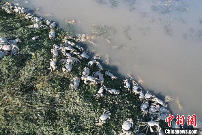 宁夏盐碱地里养“海鲜”探索内陆地区“海鲜”养殖新模式(图2)