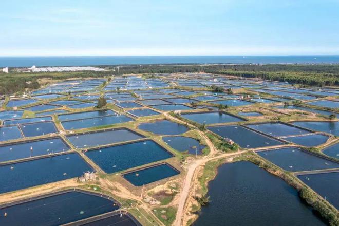 kaiyun入口：塘租全线暴跌！广东天价鱼塘、虾塘流拍严重养殖户弃养潮来临(图4)