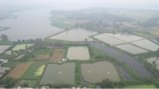 河南淮滨：甲鱼生态养殖助农增收致富(图3)