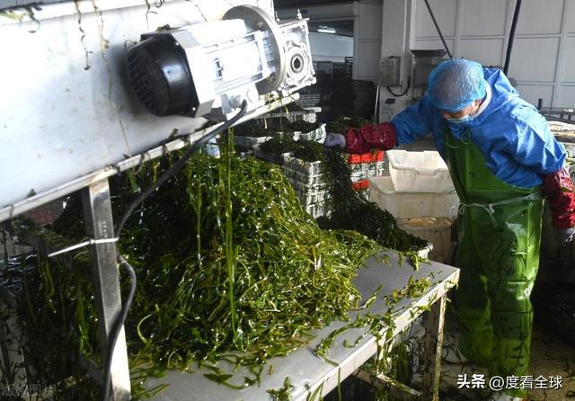kaiyun网站：荣成海带走向世界！精深加工技术打造水产出口新亮点！(图9)