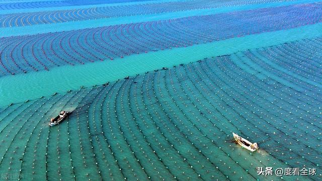 kaiyun网站：荣成海带走向世界！精深加工技术打造水产出口新亮点！(图2)
