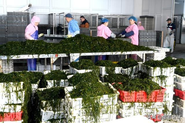 kaiyun网站：荣成海带走向世界！精深加工技术打造水产出口新亮点！(图3)