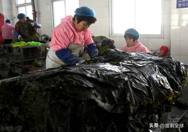 kaiyun网站：荣成海带走向世界！精深加工技术打造水产出口新亮点！(图4)