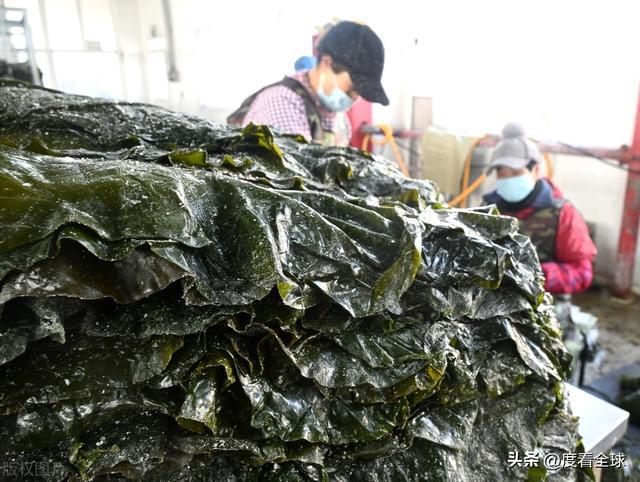kaiyun网站：荣成海带走向世界！精深加工技术打造水产出口新亮点！(图7)