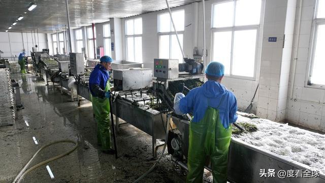 kaiyun网站：荣成海带走向世界！精深加工技术打造水产出口新亮点！(图11)