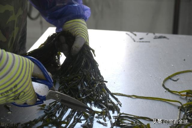 kaiyun网站：荣成海带走向世界！精深加工技术打造水产出口新亮点！(图13)