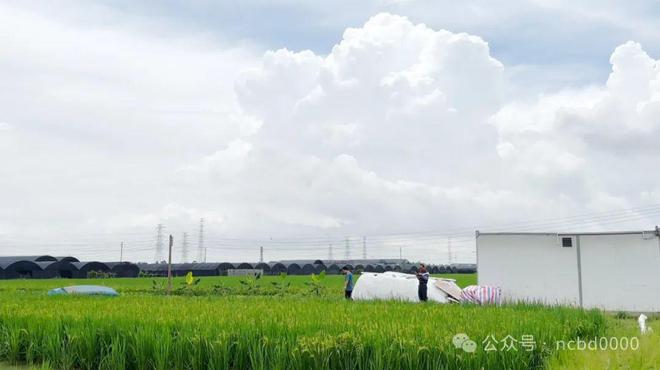 13000元亩！罗氏沼虾助农增产增收“稻虾共作”是秘诀(图3)